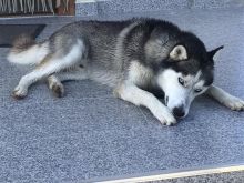 Shitet qen Husky orgjinal