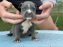 Amerikan Bully
