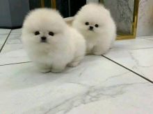 këlyshë pomeranian