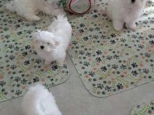 Qenusha të bukur Maltese, të azhurnuar në të gjitha injeksio