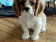 Këlyshët e racës Cavalier King Charles Spaniel