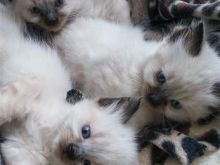 KOTELE RAGDOLL PËR ADOPTIME