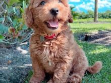 MINI GOLDEN DOODLE PËR ADOPTIMIN