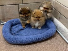QENUSHË POMERANIANË PËR ADOPTIME