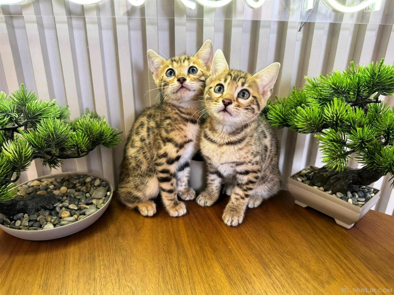 Kotele bengal