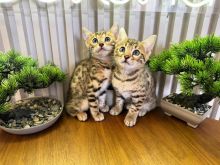 Kotele bengal