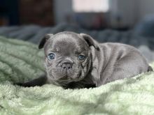 BULLDOG ANGLEZ PËR ADOPTIME