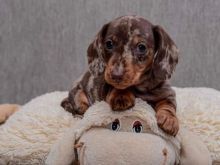 QENUSHËT DACHSHUNDS KËRKOJNË NJË SHTËPI PËRGJITHMONË