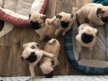 KËLUSHË PUG PËR ADOPTIME