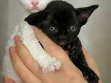 KOTELE DEVON REX PËR SHITJE