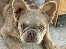 Bulldog Francez femër