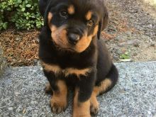 ëlyshë të bukur rottweiler