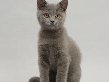  Mace British Shorthair për adoptim adoptim një mace të racës British Shorthair