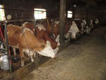 SHITEN LOPT 10 LOP 5000€ VETEM THIRRJE
