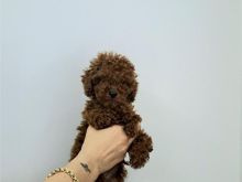 Toy Poodle