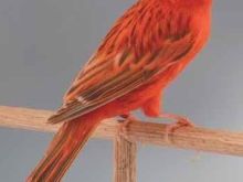 Kanarina.Kenge.Rosso Inteso Rac E Paster 100%.8 Muaj Zoge.35
