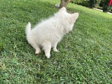 SHITET QEN MINI SPITZ