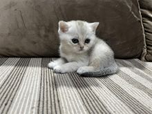 British shorthair Scottish fold kotele