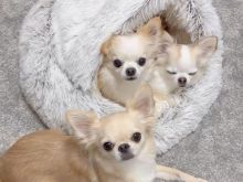 Këlyshë të mrekullueshëm Chihuahua🐾