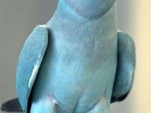 Papagalla Aleksandra te vogel