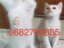 Shitetn 2 kotele Turkish Angora