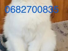 Shitet macok Turkish Angora