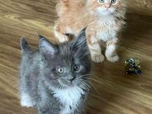 Kotele maine coon me origjinë të plotë në shitje