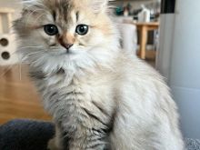 Mace e gjatë me qime të gjata/me tabby/britanike