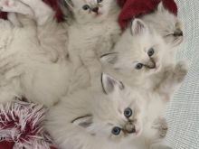 Kotele të bukura Blue Point Ragdoll