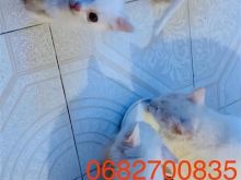Shes kotele Turkish Angora