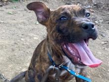 Shitet klyshi pitbull