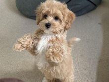 QENUSHË MALTIPOO PËR SHITJE