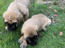 Këlyshë të racës English Mastiff KC,