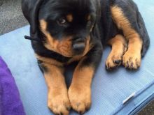 4 Këlyshë të bukur Rottweiler të regjistruar në KC