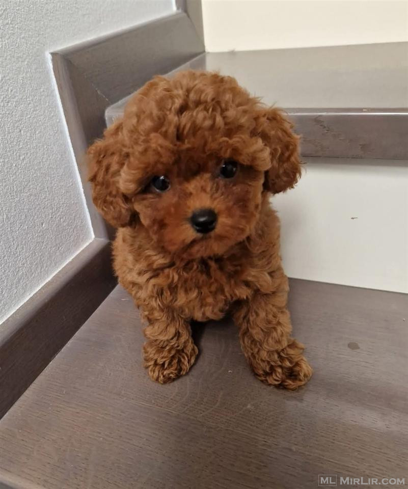 Toy Poodle