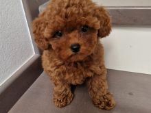 Toy Poodle