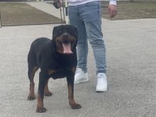 Rotweiler