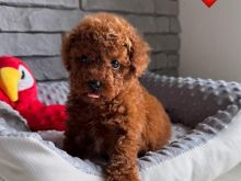Toy Poodle