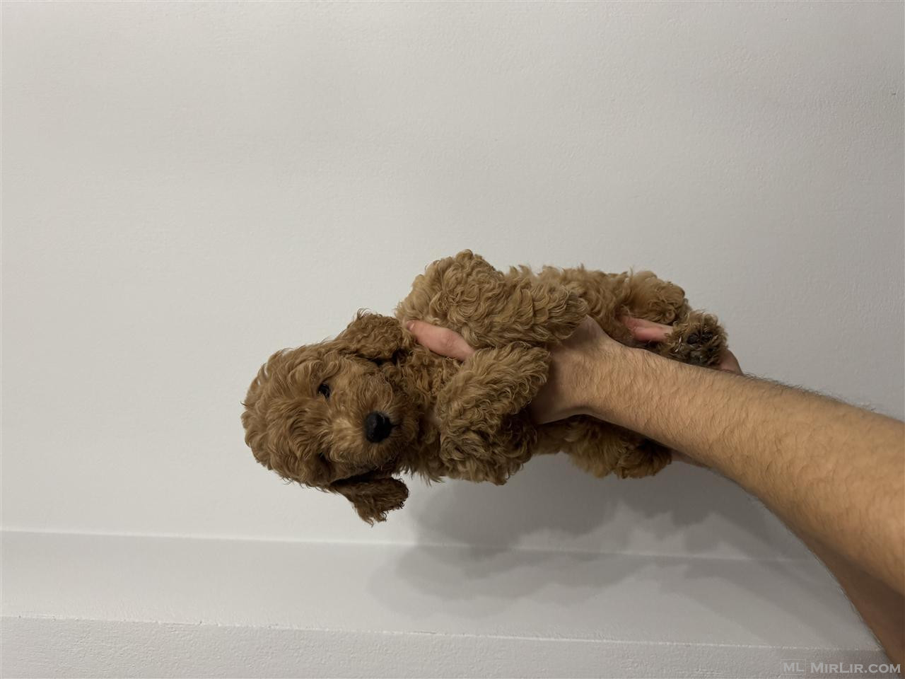 poodle