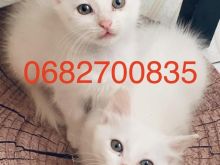 Shitetn 2 kotele Turkish Angora