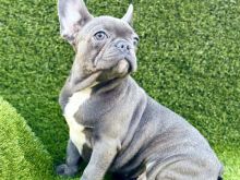 Bulldog Francez