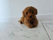 Toy Poodle