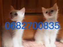 Shiten kotele Turkish Angora