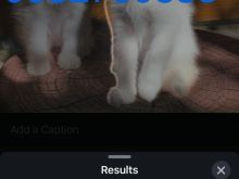 Shitet 1 kotele Turkish Angora