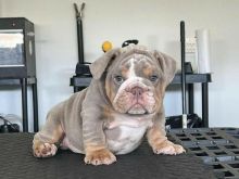 Bulldogët anglezë të adhurueshëm