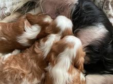 Mbreti CavalierCharles spaniel