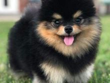 Këlysh pomeranez i disponueshëm