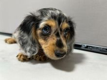 Qenush Dachshund