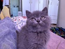 British ShortHair