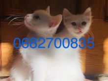 Shiten kotele Turkish Angora